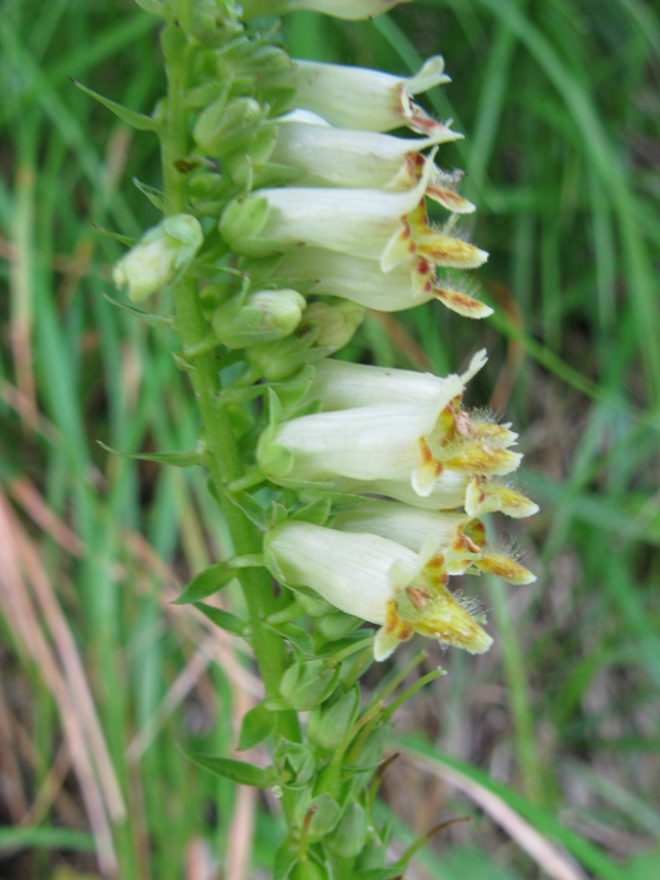 Digitalis micrantha (=Lutea  subsp.australis)